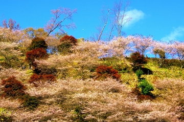 川見四季桜公園