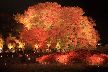 巨大な紅葉の木のライトアップ さんねこさん