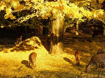 黄金色のイチョウに集まる鹿たち、奈良公園ならではの景色です。 Eiffelさん