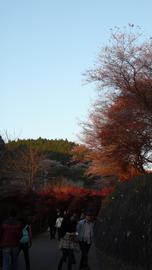 四季桜で有名ですが、紅葉も鮮やかなのです！ mitsuya_sideさん