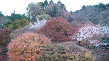 緑と紅と桜色と。 mitsuya_sideさん