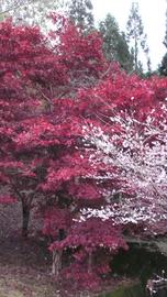 桜と紅葉が共に旬なのです。 mitsuya_sideさん