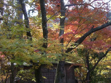 紅葉の中の隠れ小屋 久米仙人さん