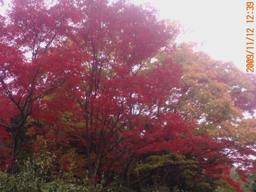小倉山の紅葉 たっちゃんさん