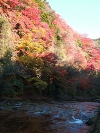 山も川も紅葉に染まる まりんこさん