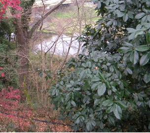 川の上から写真を撮ったものです。 咲兎さん