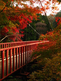 秋色の吊橋・・・眺めが最高！ fishさん