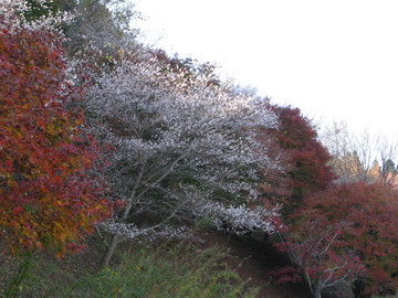 四季桜と紅葉の競演！ fishさん