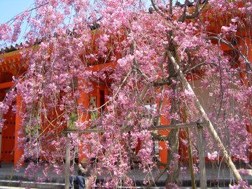 三十三間堂で面白い変わった形をした桜がきれいだったのでシャッターをきりました。 まっきょさん