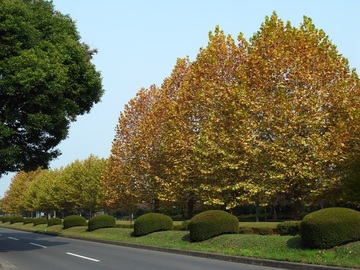 昭和記念公園に行く前に紅葉を楽しめます！ すずろさん