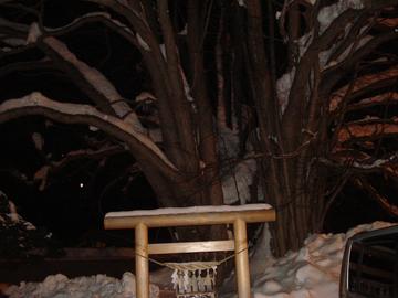 小金湯温泉のシンボルである「桂不動」推定樹齢700年。北海道の記念保護樹林 はぴぷれさん