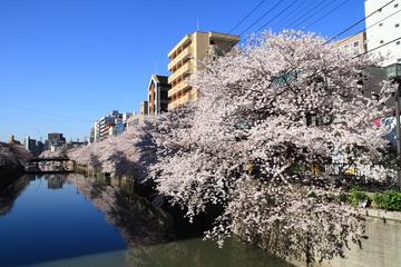 桜には川が似合う はしのさん