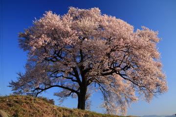 わに塚の桜 八ヶ岳