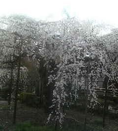 樹齢百二十年を越える枝垂桜 wa-taさん