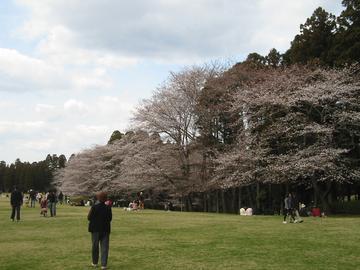 千葉の桜の名所 ぽんちゃんさん