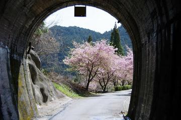 トンネルから見た河津桜 なべ１号さん