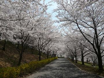 桜のトンネル だらっくまさん