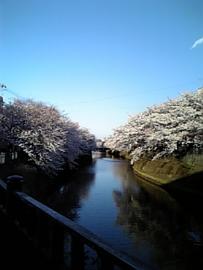 川に映る桜 はならんぽさん