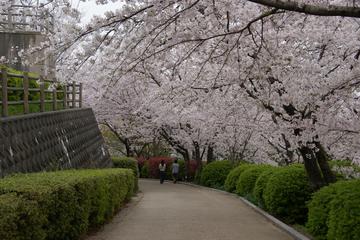桜の下のお散歩はいかが あきだいはやさん