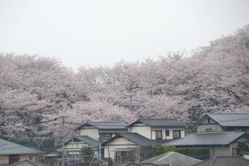 家の上は桜桜 あきだいはやさん