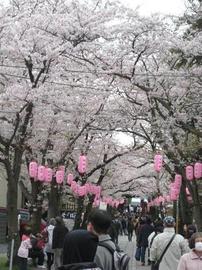 参道の桜吹雪が最高です！ カツ７７７０さん