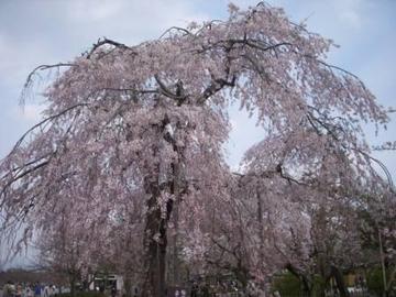 大きなしだれ桜です！ ひこよさん