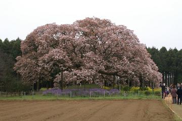 印旛村・吉高の大桜