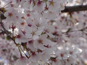 春には桜が一面に。さくら祭りも開催されます。 たかさん