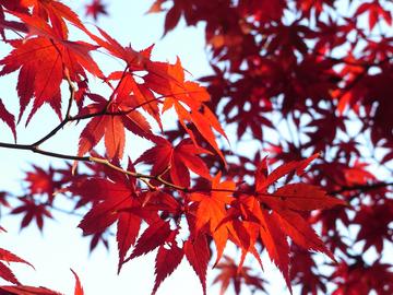 秋には紅葉。これまた最高に美しい。 たかさん