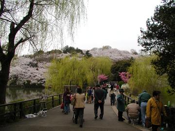 広大な公園内の桜 なしゅあさん