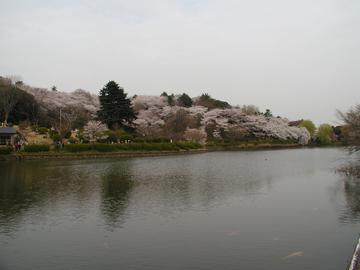 1600本の桜は圧巻 なしゅあさん