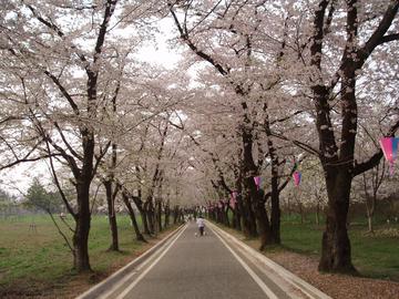 まさに千本桜、約１ｋｍの桜のトンネンル たかさんさん