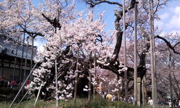 満開の桜たちにうっとり！ しゅがしゅしゅさん