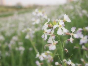 白い菜の花。幻想的。 shioriさん