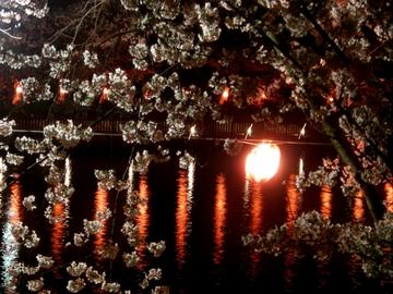 夜桜も幻想的な美しさです mippyさん