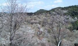 千本桜が最高です！ ぽいやんさん