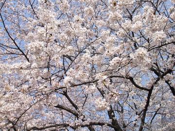 上野の桜は凄い タニリンさん