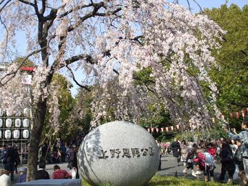 上野の桜は凄い タニリンさん
