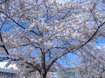 満開の桜です。 ノリリ～ニョさん