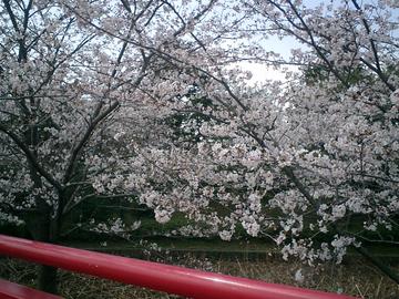 桜の名所です louissさん