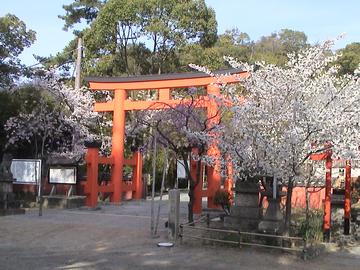 神社の神様と同じ名前の桜の木が満開 ばっちゃんさん