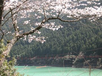 ダム湖、吊り橋、桜のコントラスト pekoさん