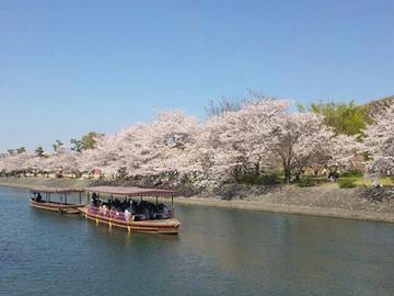 搭ノ島の桜と屋形船 ゆたきちさん