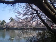 水に浮かぶ桜