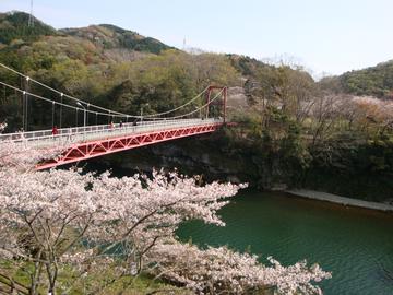 桜と橋と川のバランスが素敵です！ namizo!さん