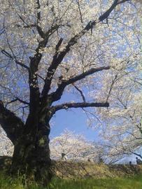 桜に囲まれた傾斜鉄道跡地を歩けます☆ なるさん