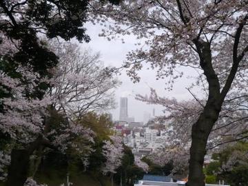桜と横浜の景色がきれいに見れるスポットです！ nanakaihaさん