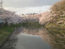 池に映る桜が美しいです！