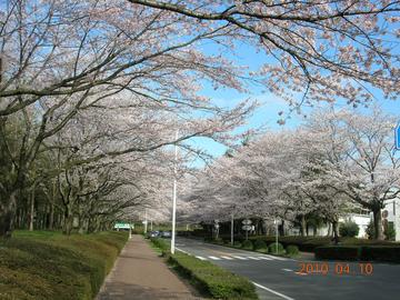 つくば農林研究団地のメインストリートの桜並木です ｈｉｒａｄａｉ17さん
