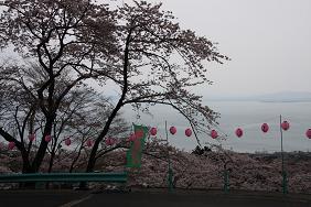 桜並木より琵琶湖を望む最高です いくさんさん